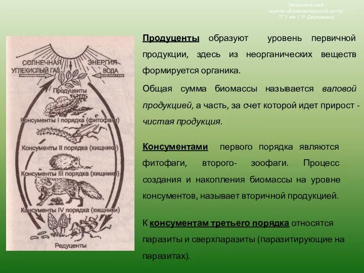 Консументами первого порядка являются фитофаги, второго- зоофаги. Процесс создания и накопления