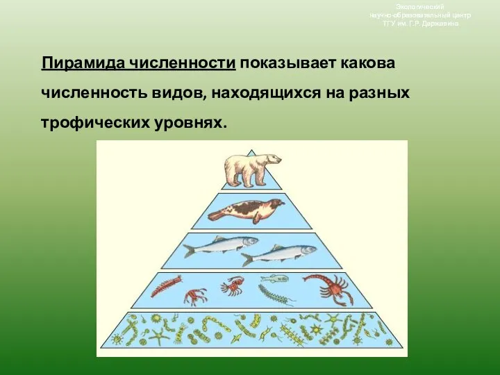 Экологический научно-образовательный центр ТГУ им. Г.Р. Державина Экологический научно-образовательный центр ТГУ