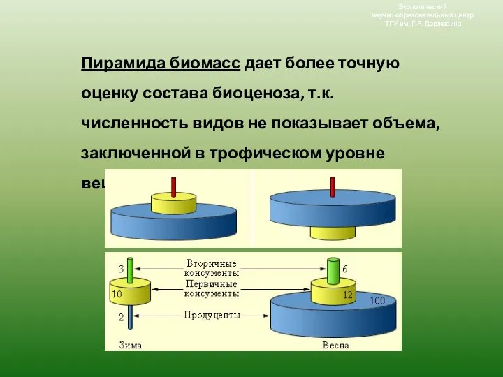 Пирамида биомасс дает более точную оценку состава биоценоза, т.к. численность видов