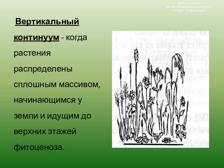 Экологический научно-образовательный центр ТГУ им. Г.Р. Державина Вертикальный континуум - когда