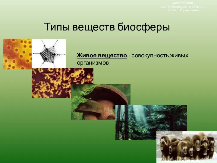 Типы веществ биосферы Живое вещество - совокупность живых организмов. Экологический научно-образовательный центр ТГУ им. Г.Р. Державина