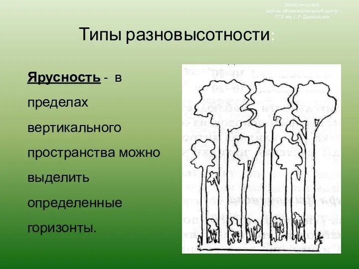 Типы разновысотности: Ярусность - в пределах вертикального пространства можно выделить определенные