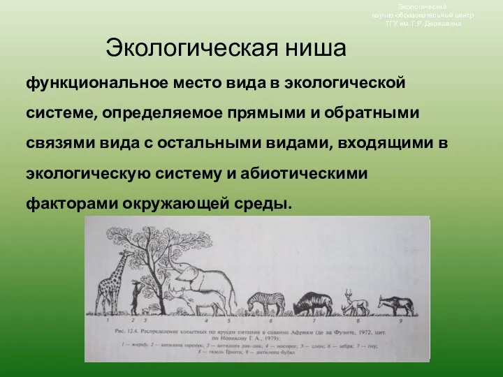 Экологический научно-образовательный центр ТГУ им. Г.Р. Державина Экологическая ниша функциональное место