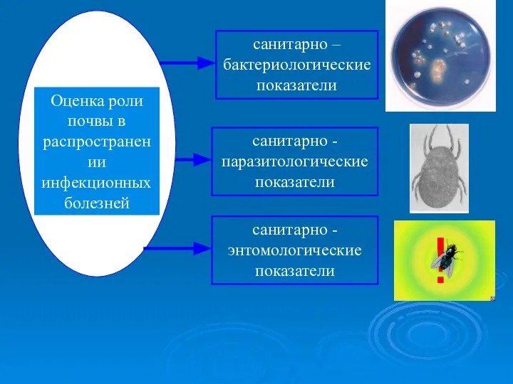 санитарно – бактериологические показатели санитарно - паразитологические показатели санитарно - энтомологические