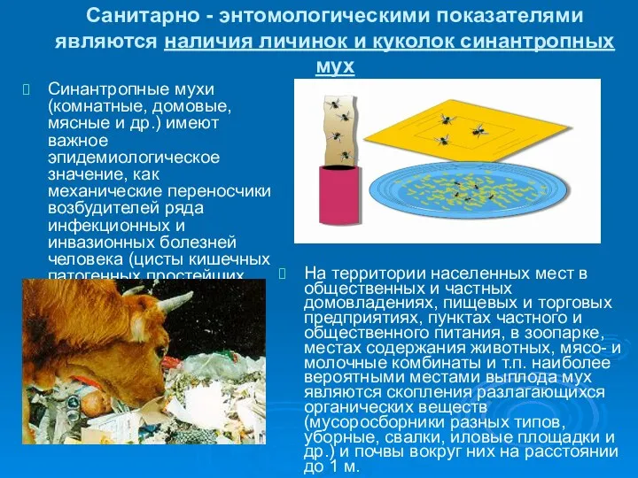 Санитарно - энтомологическими показателями являются наличия личинок и куколок синантропных мух