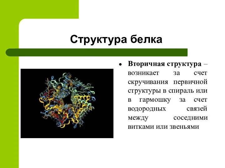 Структура белка Вторичная структура – возникает за счет скручивания первичной структуры