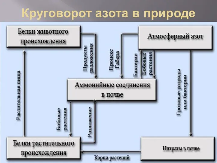 Круговорот азота в природе