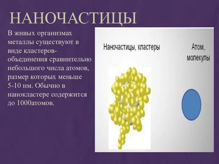 Наночастицы В живых организмах металлы существуют в виде кластеров- объединения сравнительно