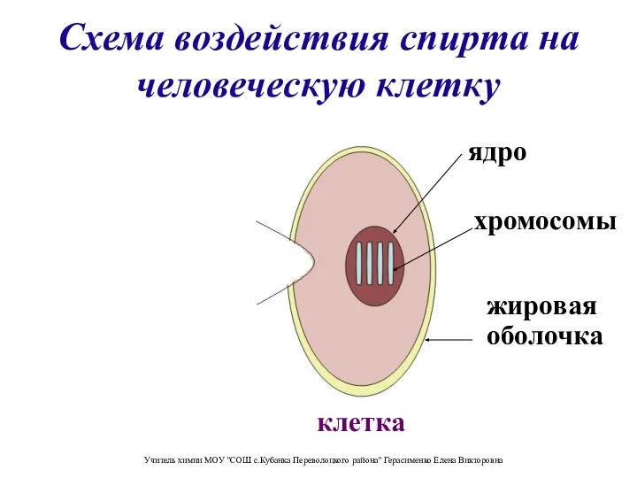 Схема воздействия спирта на человеческую клетку Молекула спирта клетка жировая оболочка