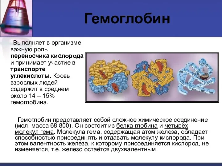 Гемоглобин Выполняет в организме важную роль переносчика кислорода и принимает участие