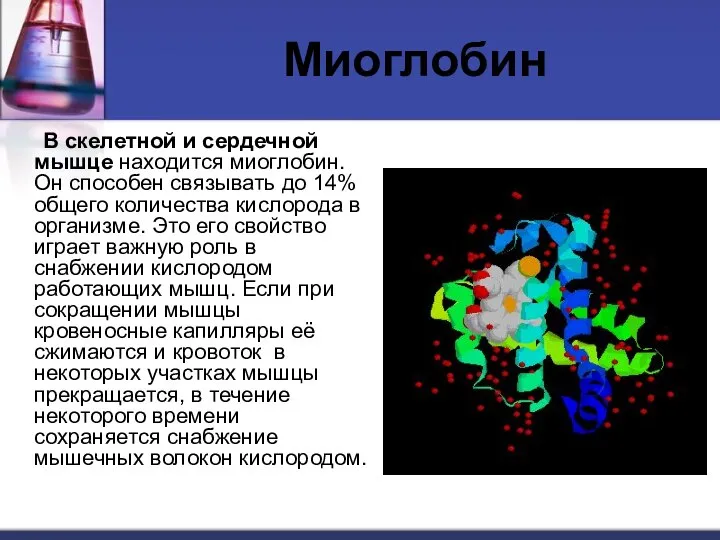 Миоглобин В скелетной и сердечной мышце находится миоглобин. Он способен связывать