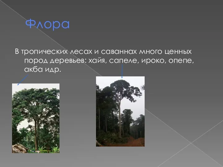 Флора В тропических лесах и саваннах много ценных пород деревьев: хайя, сапеле, ироко, опепе, акба идр.