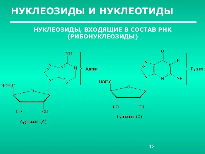 НУКЛЕОЗИДЫ И НУКЛЕОТИДЫ НУКЛЕОЗИДЫ, ВХОДЯЩИЕ В СОСТАВ РНК (РИБОНУКЛЕОЗИДЫ)