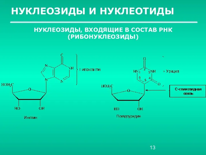 НУКЛЕОЗИДЫ И НУКЛЕОТИДЫ НУКЛЕОЗИДЫ, ВХОДЯЩИЕ В СОСТАВ РНК (РИБОНУКЛЕОЗИДЫ)