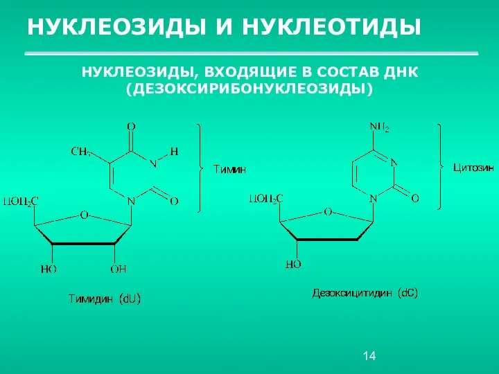 НУКЛЕОЗИДЫ И НУКЛЕОТИДЫ НУКЛЕОЗИДЫ, ВХОДЯЩИЕ В СОСТАВ ДНК (ДЕЗОКСИРИБОНУКЛЕОЗИДЫ)