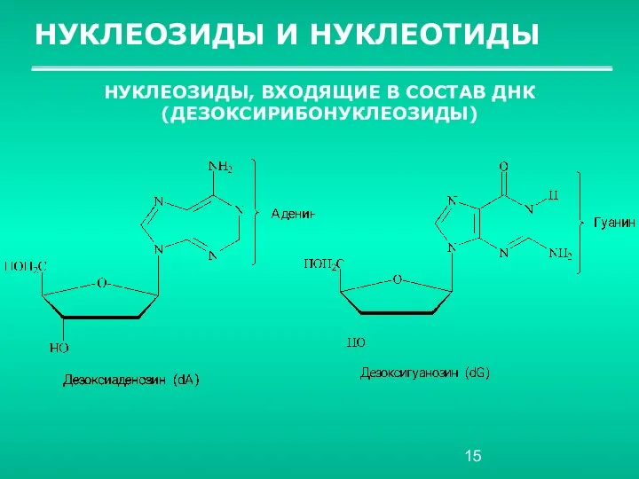 НУКЛЕОЗИДЫ И НУКЛЕОТИДЫ НУКЛЕОЗИДЫ, ВХОДЯЩИЕ В СОСТАВ ДНК (ДЕЗОКСИРИБОНУКЛЕОЗИДЫ)