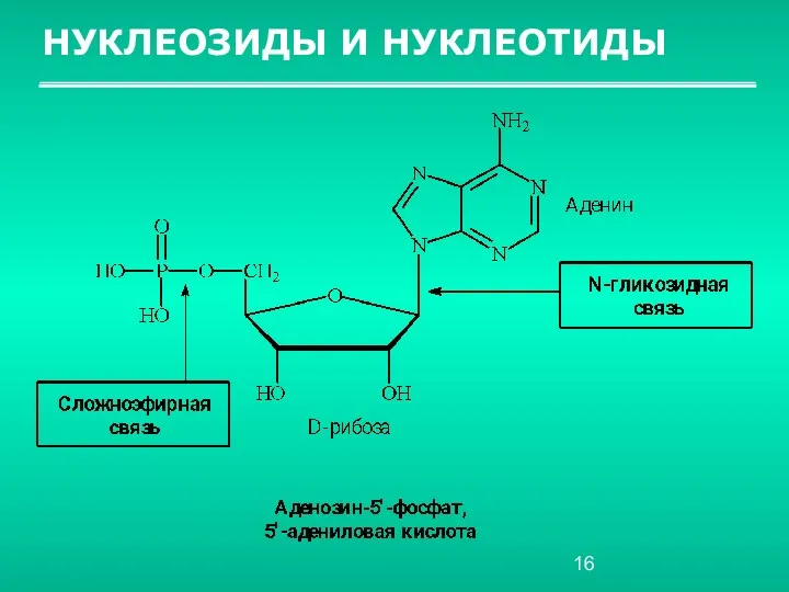 НУКЛЕОЗИДЫ И НУКЛЕОТИДЫ