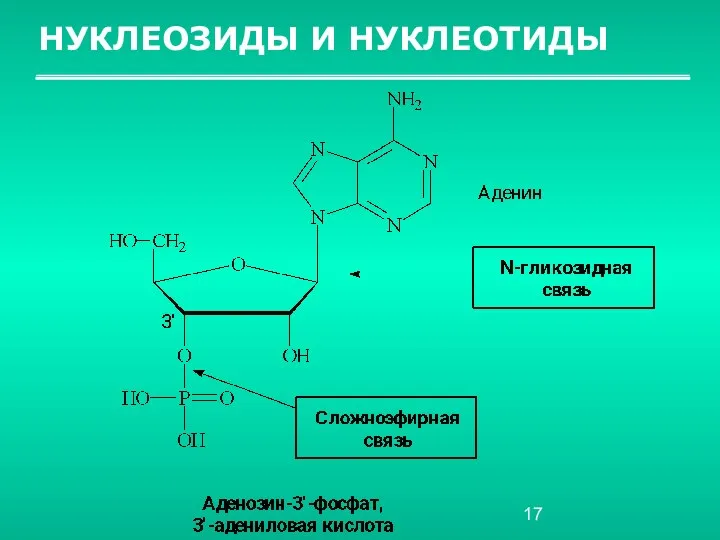 НУКЛЕОЗИДЫ И НУКЛЕОТИДЫ