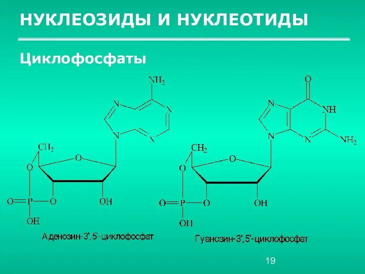 НУКЛЕОЗИДЫ И НУКЛЕОТИДЫ Циклофосфаты