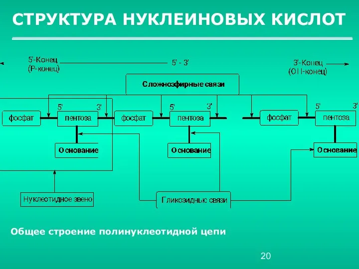 СТРУКТУРА НУКЛЕИНОВЫХ КИСЛОТ Общее строение полинуклеотидной цепи