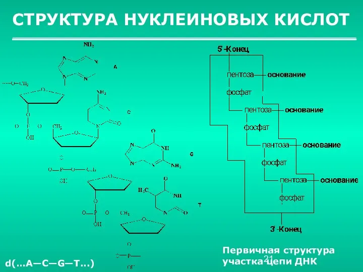 СТРУКТУРА НУКЛЕИНОВЫХ КИСЛОТ Первичная структура участка цепи ДНК d(…A—С—G—Т...)