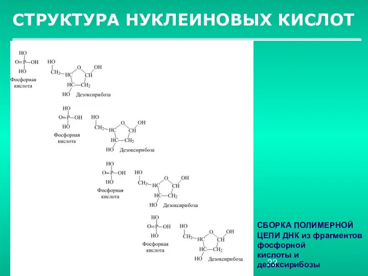 СТРУКТУРА НУКЛЕИНОВЫХ КИСЛОТ СБОРКА ПОЛИМЕРНОЙ ЦЕПИ ДНК из фрагментов фосфорной кислоты и дезоксирибозы