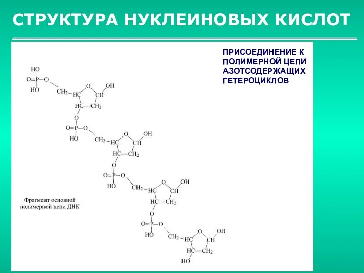 СТРУКТУРА НУКЛЕИНОВЫХ КИСЛОТ ПРИСОЕДИНЕНИЕ К ПОЛИМЕРНОЙ ЦЕПИ АЗОТСОДЕРЖАЩИХ ГЕТЕРОЦИКЛОВ