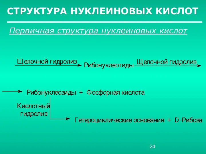 СТРУКТУРА НУКЛЕИНОВЫХ КИСЛОТ Первичная структура нуклеиновых кислот