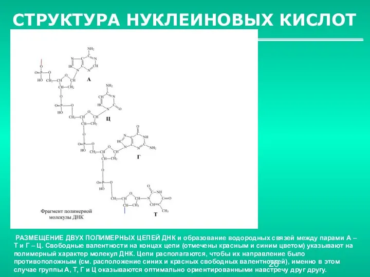 СТРУКТУРА НУКЛЕИНОВЫХ КИСЛОТ РАЗМЕЩЕНИЕ ДВУХ ПОЛИМЕРНЫХ ЦЕПЕЙ ДНК и образование водородных