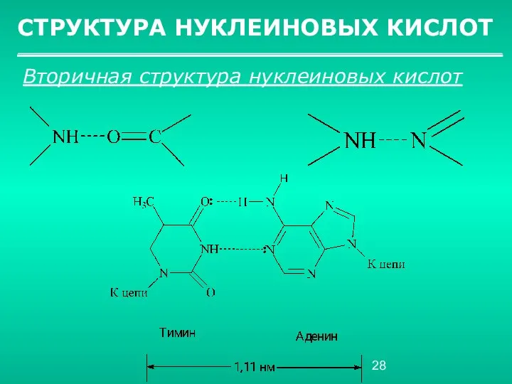 СТРУКТУРА НУКЛЕИНОВЫХ КИСЛОТ Вторичная структура нуклеиновых кислот