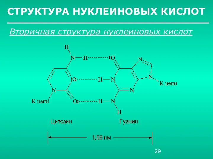 СТРУКТУРА НУКЛЕИНОВЫХ КИСЛОТ Вторичная структура нуклеиновых кислот