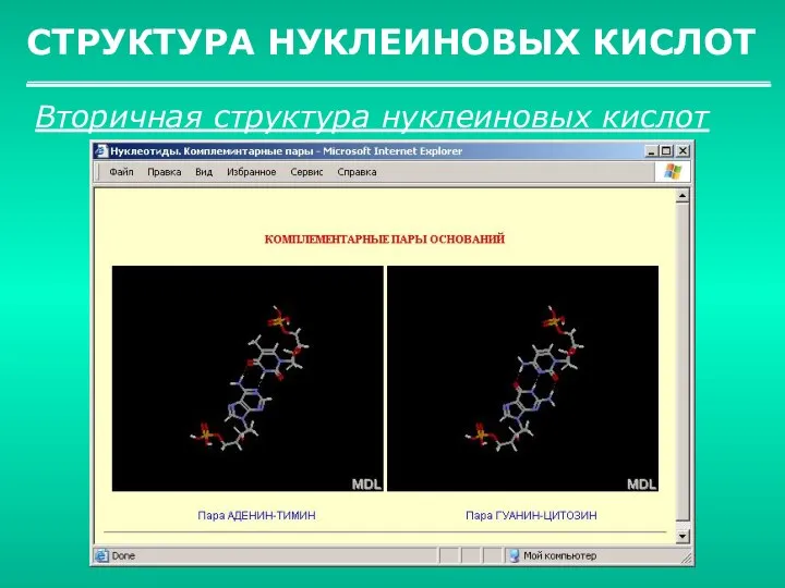 СТРУКТУРА НУКЛЕИНОВЫХ КИСЛОТ Вторичная структура нуклеиновых кислот