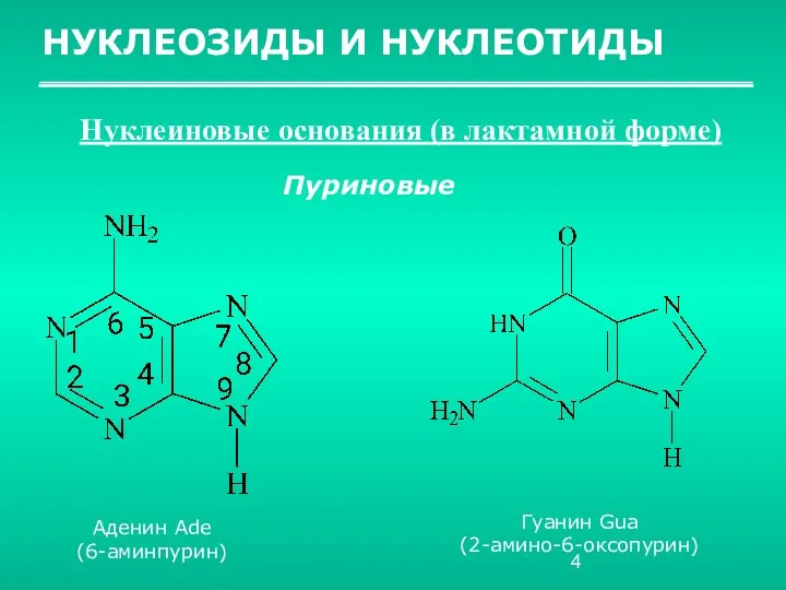 НУКЛЕОЗИДЫ И НУКЛЕОТИДЫ Нуклеиновые основания (в лактамной форме) Пуриновые Аденин Ade (6-аминпурин) Гуанин Gua (2-амино-6-оксопурин)