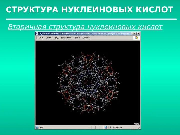 СТРУКТУРА НУКЛЕИНОВЫХ КИСЛОТ Вторичная структура нуклеиновых кислот