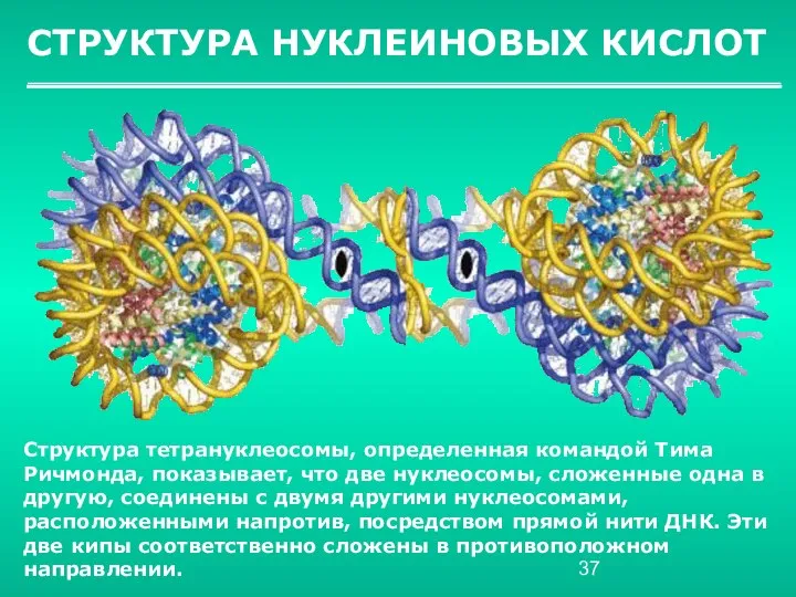 СТРУКТУРА НУКЛЕИНОВЫХ КИСЛОТ Структура тетрануклеосомы, определенная командой Тима Ричмонда, показывает, что