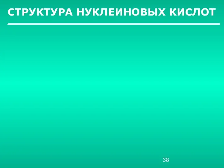 СТРУКТУРА НУКЛЕИНОВЫХ КИСЛОТ