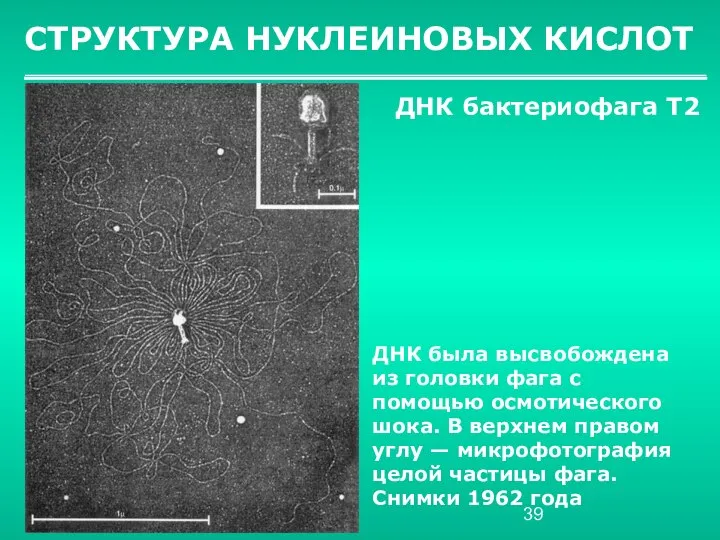 СТРУКТУРА НУКЛЕИНОВЫХ КИСЛОТ ДНК бактериофага Т2 ДНК была высвобождена из головки