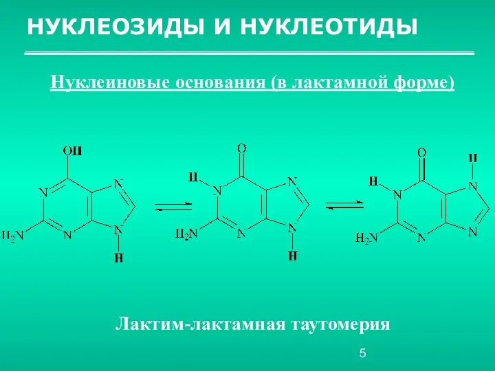 НУКЛЕОЗИДЫ И НУКЛЕОТИДЫ Нуклеиновые основания (в лактамной форме) Лактим-лактамная таутомерия