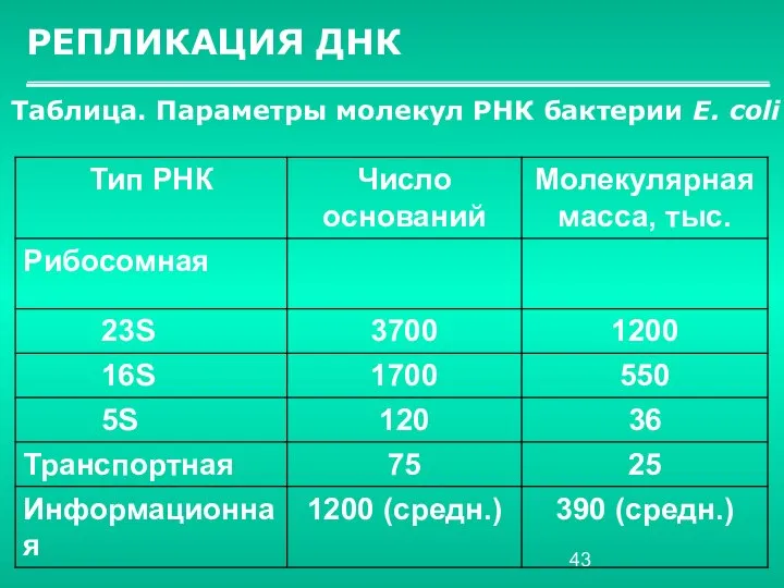 РЕПЛИКАЦИЯ ДНК Таблица. Параметры молекул РНК бактерии Е. соli