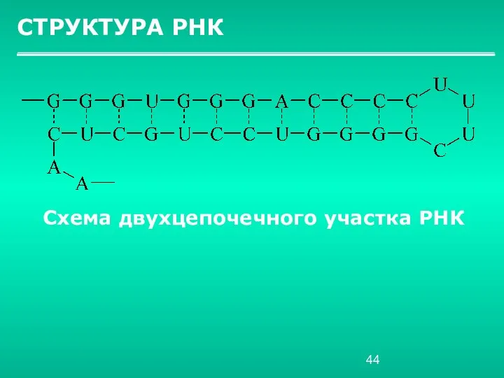 СТРУКТУРА РНК Схема двухцепочечного участка РНК