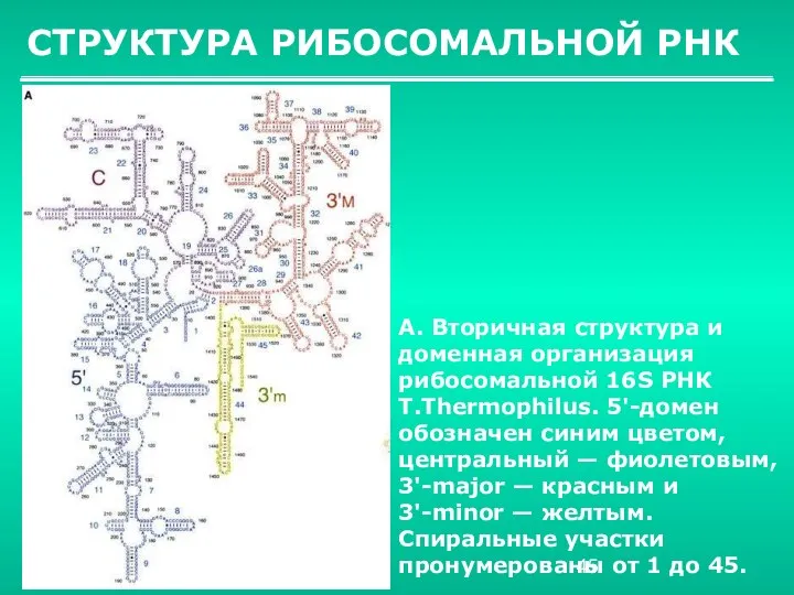 СТРУКТУРА РИБОСОМАЛЬНОЙ РНК А. Вторичная структура и доменная организация рибосомальной 16S