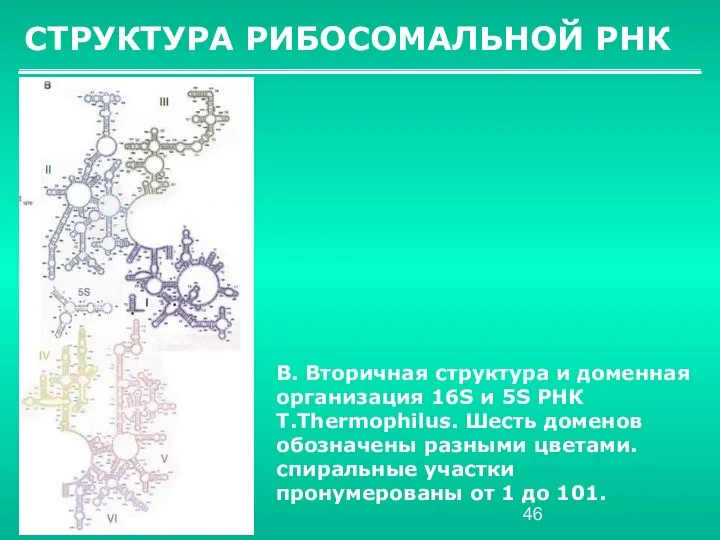 СТРУКТУРА РИБОСОМАЛЬНОЙ РНК B. Вторичная структура и доменная организация 16S и