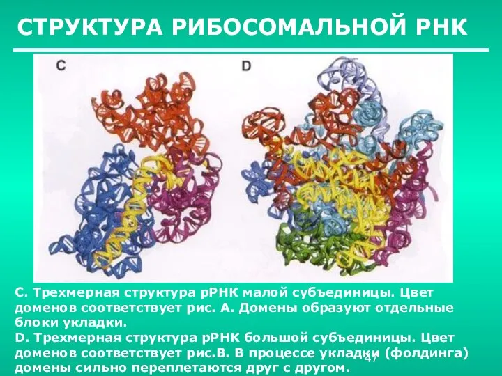 СТРУКТУРА РИБОСОМАЛЬНОЙ РНК C. Трехмерная структура рРНК малой субъединицы. Цвет доменов