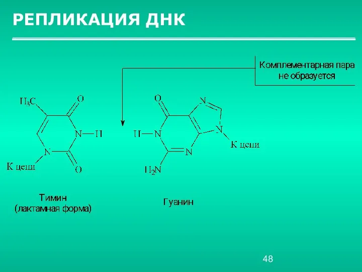 РЕПЛИКАЦИЯ ДНК