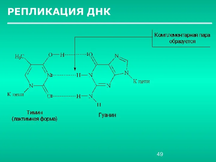 РЕПЛИКАЦИЯ ДНК