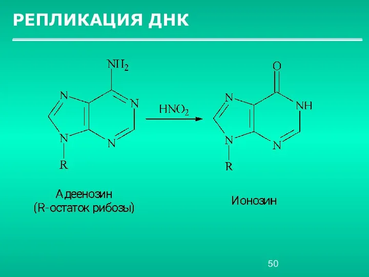 РЕПЛИКАЦИЯ ДНК