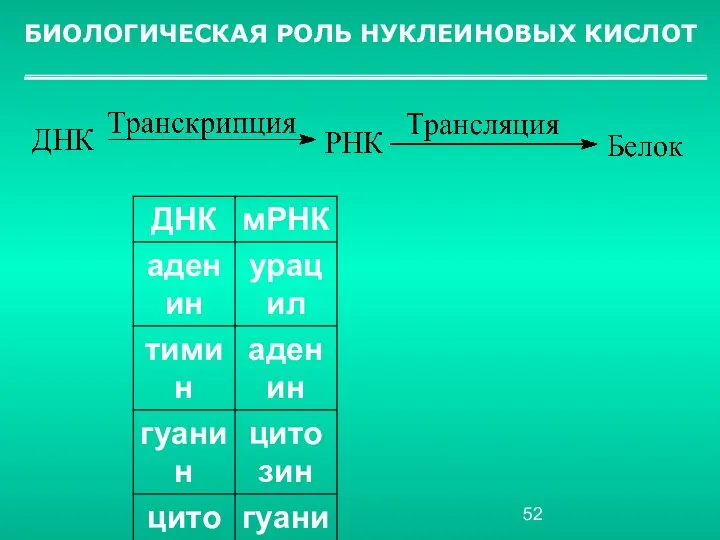 БИОЛОГИЧЕСКАЯ РОЛЬ НУКЛЕИНОВЫХ КИСЛОТ