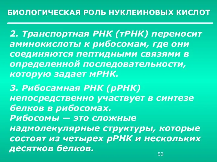 БИОЛОГИЧЕСКАЯ РОЛЬ НУКЛЕИНОВЫХ КИСЛОТ 2. Транспортная РНК (тРНК) переносит аминокислоты к