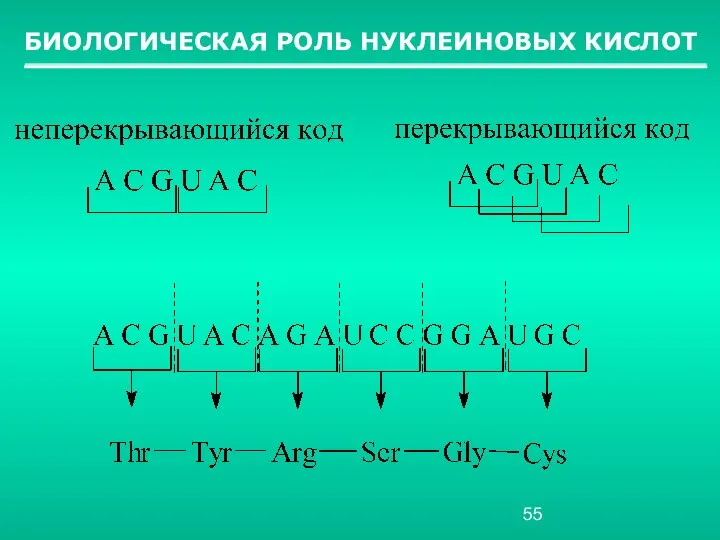 БИОЛОГИЧЕСКАЯ РОЛЬ НУКЛЕИНОВЫХ КИСЛОТ