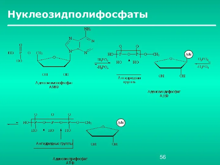 Нуклеозидполифосфаты